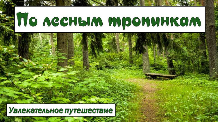 По лесным тропинкам